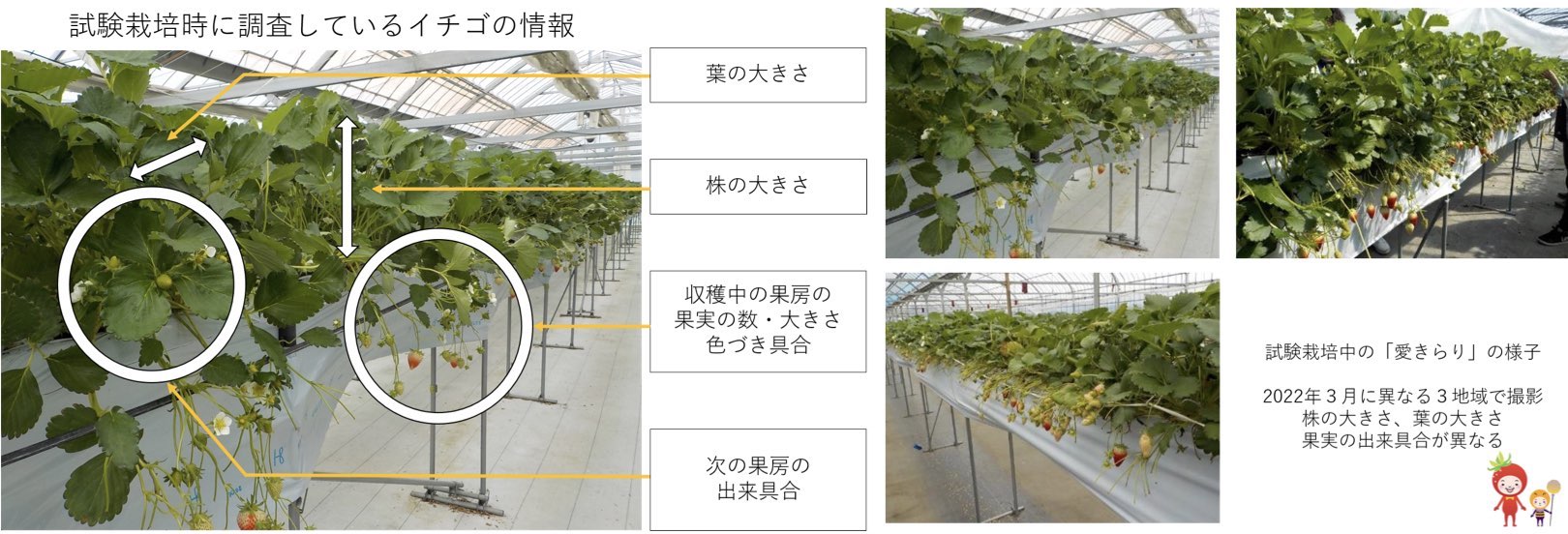 調査しているイチゴ生育の情報