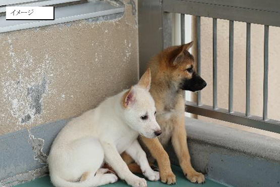 保護犬・猫のイメージ画像2