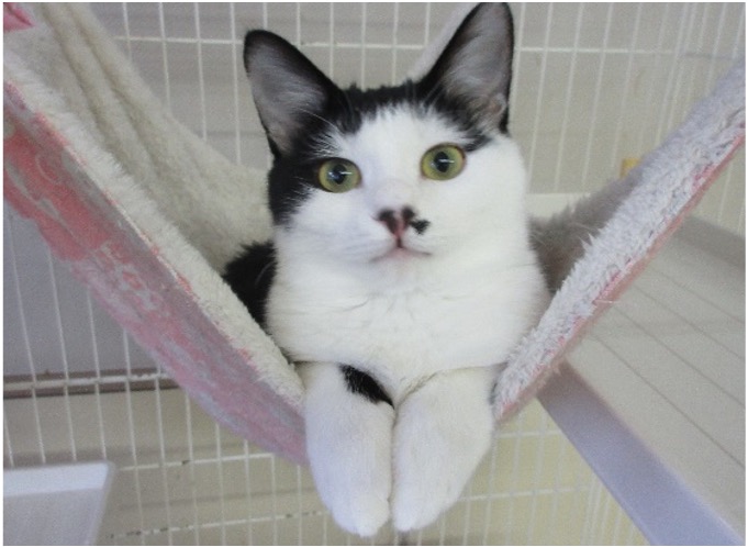 保護犬・猫のイメージ画像1